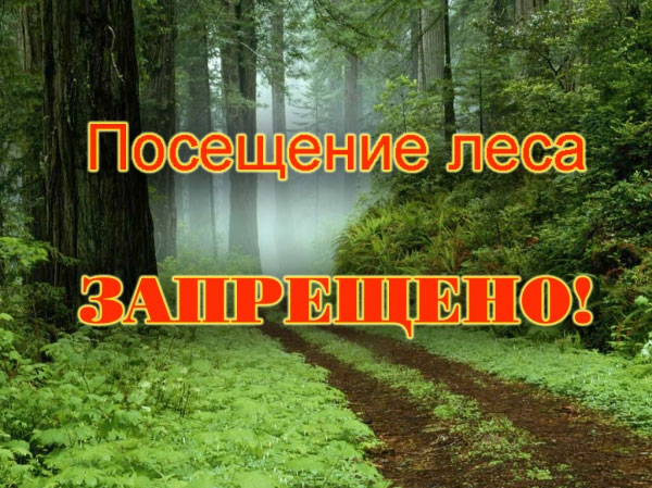 В пяти районах Витебской области введен запрет на посещение лесов